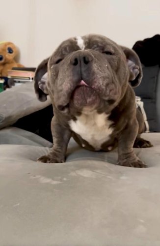 Woman adopts a 'senior' bulldog from shelter &mdash; then realizes she got catfished