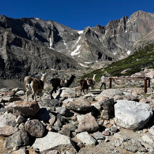 Did you know Rocky Mountain NP has llamas? Here&rsquo;s how you can work with them