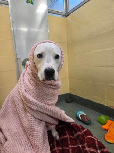 Shelter dog won't sleep until staff comes to tuck her in at night
