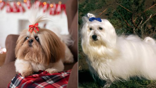Want a dog that never grows big? These 8 adorable breeds stay small and puppy-sized forever