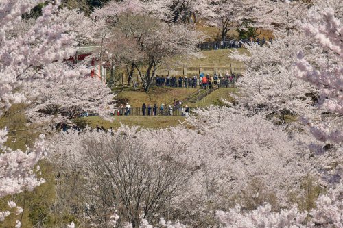 10,000 tourists a day 'threaten residents' daily lives', &lsquo;Tourism pollution&rsquo; across Japan, Locals find the tourism &lsquo;good but annoying&rsquo;, Tourists enjoy the view and culture, despite crowds, Overtourism dividing residents, Japanese town sours on the crowds coming to see cherry blossoms and Mount Fuji