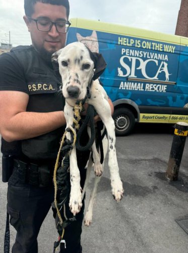 Rescuers find &lsquo;lifeless&rsquo; Dalmatian with ropes around her neck and carry her to safety