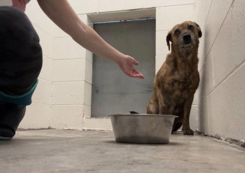 Shelter&rsquo;s &lsquo;most shut down dog&rsquo; cowered in the corner for years &mdash; then everything changed