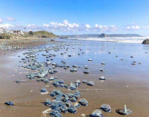 Jellyfish-like sea creatures wash up on SLO County beaches. Here's what they are