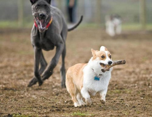 Where are off-leash dog parks, beaches in SLO County? Check out these spots