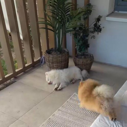 Little dog jumps on deaf brother every day to wake him &mdash; for the sweetest reason