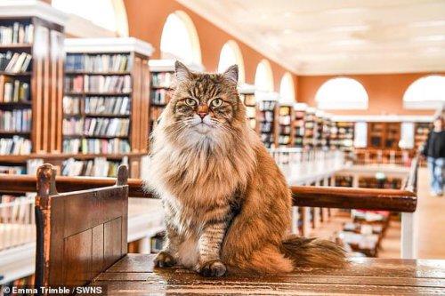 Meet the university cat that keeps students company and travels to campus on a bus every day