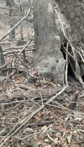 Rescuers follow stray dog to a hollow tree &mdash; and realize she's not alone