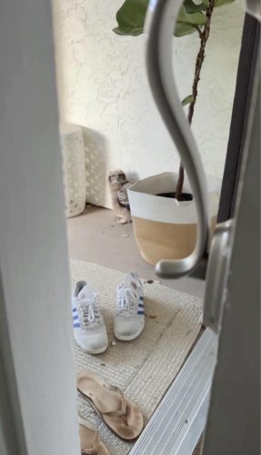 Woman hears 'coyote' outside &mdash; but finds a wide-eyed wild baby instead