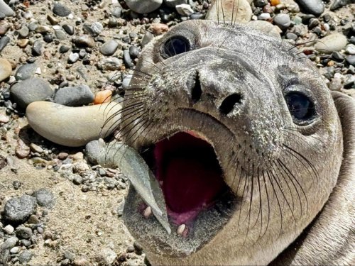 Beachgoer sees baby seal with 'squid' in her mouth &mdash; but something is wrong
