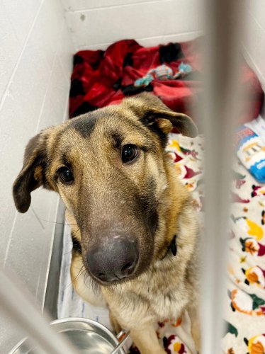 Columbus Humane sees more malnourished dogs as families struggle financially