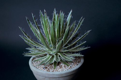 Tom Karwin, on gardening | Cactus, succulent and bonsai show coming