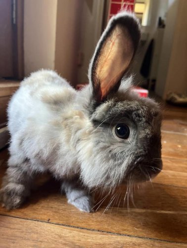 Rabbit who keeps losing her home hugs rescuer when she finally feels safe