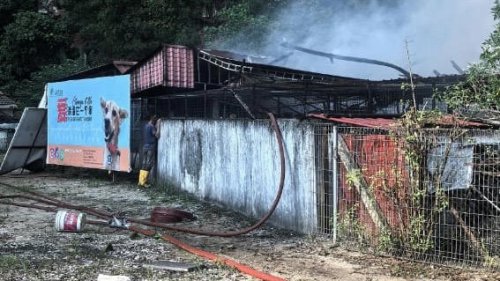 Fire destroys Simpang Pulai animal shelter; death toll disputed as NGO reports higher losses