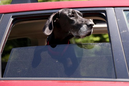 Can I leave my dog in the car if I leave my car in the shade with the windows cracked?, What are the danger signs of an overheating animal?&nbsp;, Is it illegal to leave my pet in the car in Ohio or Kentucky?, Have a question for Just Askin'? Email us., Can I leave my dog in my car in Ohio, Kentucky? Just askin'