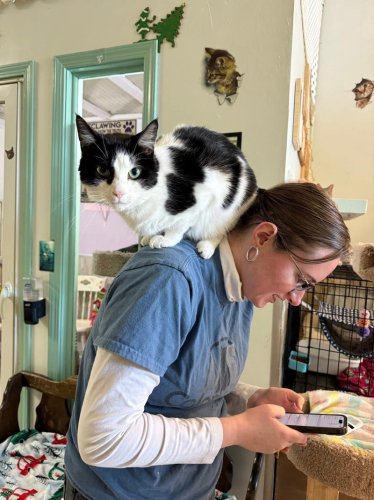 Colony Cats helps feral felines in Franklin County