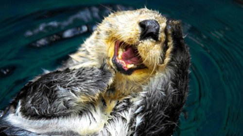 Top 9+ most funny animal names that are too weird to take seriously
