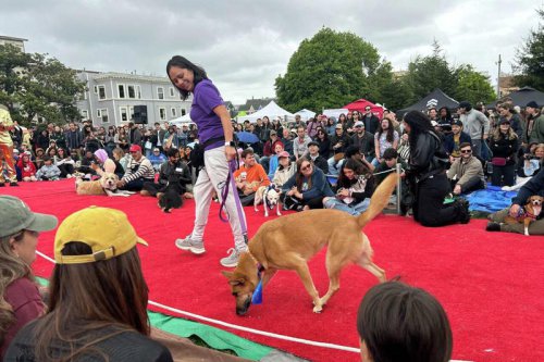 San Francisco DogFest: Wild costumes, big cheers and one tough call