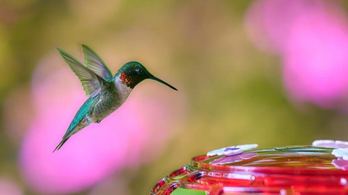 Why you should wrap used aluminum foil around hummingbird feeders