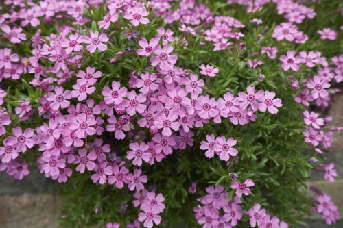 Blue Star Creeper, Creeping Phlox, Creeping Thyme, Crested Iris, Eastern Bee Balm, Frogfruit, Golden Ragwort, Green-and-Gold, Lyreleaf Sage, Wild Blue Phlox, Top 10+ fast-growing ground cover plants that&rsquo;ll transform bare spots in a flash