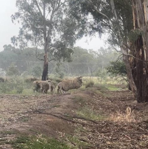 Rescuers see 'ghosts' moving along the riverbank &mdash; and save 6 beautiful animals