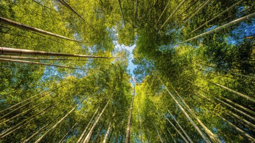 Avoid Kyoto's jostling crowds at these hidden bamboo groves of serenity and silence