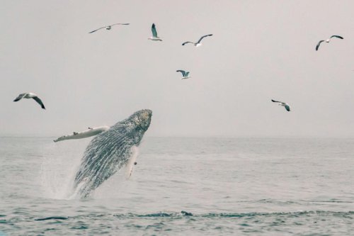 Best places to go whale watching in California