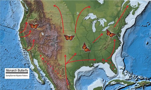 Colorful butterflies are nearing Michigan. Here's when to expect them