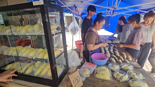 เปิดพิกัดทุเรียนเอื้ออาทร พูละ 5 บาท สวนกระแสของแพง สายกินงบน้อยยิ้มแก้มปริ จ.ลำปาง