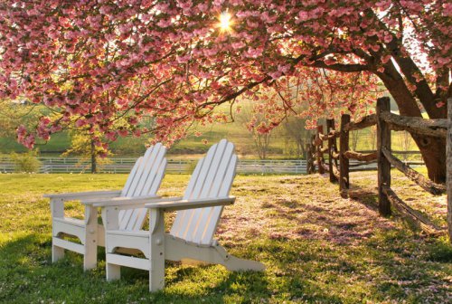 The prettiest pink flowering trees to plant if you want instant curb appeal