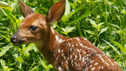 AGFC: Leave 'abandoned' wildlife alone