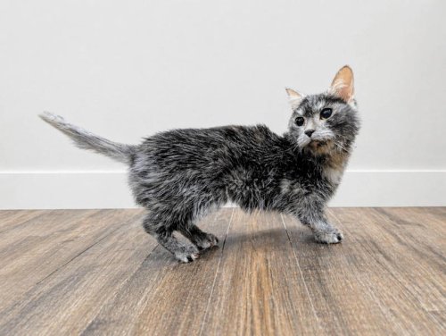 Tiny munchkin cat arrives at rescue and staff discover she&rsquo;s a medical mystery