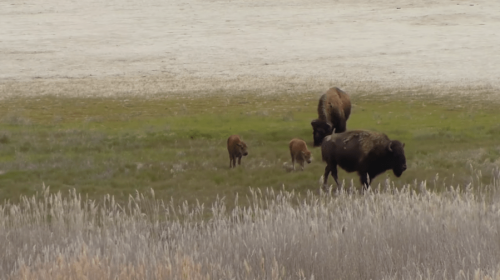 Who let the &lsquo;red dogs&rsquo; out? Baby bison are taking over Antelope Island, here&rsquo;s how to safely spot them