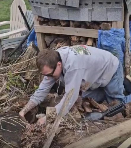 Rescuer reaches into abandoned rabbit den and pulls out two orange babies