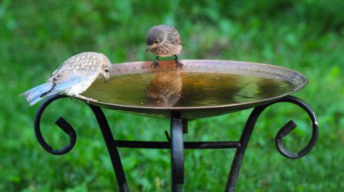 Plant these two flowers by your birdbath in May and thank us later