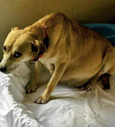 Women rush to rescue pregnant dog from euthanasia &mdash; and save 10 lives in an instant