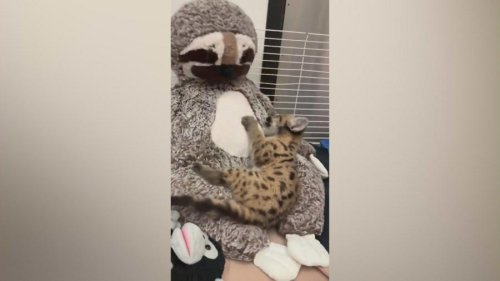 Heartwarming video shows rescued mountain lion cub recovering at Oakland Zoo