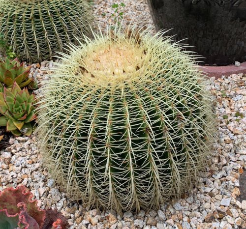 Tom Karwin, on gardening | Gardening with Mexican succulents