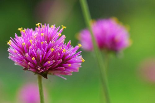 この記事で紹介する梅雨前に植えておきたい多年草, 梅雨前に植えておきたい《オシャレな多年草3選》, 日陰の庭をスタイリッシュに彩る「ヤブラン（リリオペ）」, ポップな花火のような姿が愛らしい「センニチコウ・ファイヤーワークス」, 夏のガーデンを華やかに演出する「エキナセア」, 一度植えれば「ほぼ植えっぱなしで毎年花咲く」多年草、お迎えしてみませんか？, 【ガーデニング豆知識】一年草・多年草・宿根草の違いとは？, 「梅雨前」に植えておきたい《オシャレな多年草3選》 一度植えれば「ほぼ植えっぱなしで毎年花咲く」