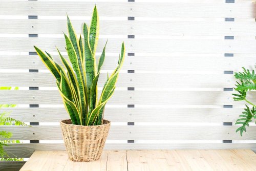 1. กวักมรกต (Zanzibar Gem), 2. ลิ้นมังกร (Snake Plant), 3. เฟิร์นบอสตัน (Boston Fern), 4. พลูด่าง (Pothos), 5. เศรษฐีเรือนใน (Spider Plant), 6. มอนสเตอร่า (Monstera), 7. ไผ่กวนอิม (Lucky Bamboo), 8. เดหลี (Peace Lily), 9. ว่านงาช้างแคระ (Sansevieria Pagoda), 10. ไทรใบสัก (Fiddle Leaf Fig), Top 10+ ต้นไม้มงคล ไม้ประดับปลูกในร่มได้ ดูแลง่าย เหมาะปลูกในบ้านและคอนโด