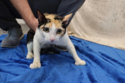 Mama cat arrives at shelter with 1 tiny kitten &mdash; and ends up with 7