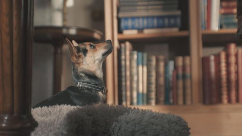 Queen Camilla's dog, Moley, and a group of wild animals deliver a special letter from the king