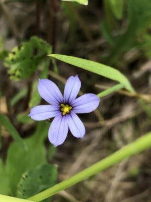 Blue-eyed grass is a versatile Ohio native plant