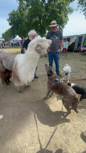 2026 'Doggy Dash' attracts dogs and llamas alike