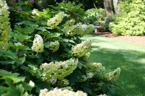 Centennial Ruby (Bigleaf hydrangea; hydrangea macrophylla)Zones: 4-9, Incrediball Storm Proof (Smooth Hydrangea; hydrangea arborescens)Zones: 3-8, Dragon Baby (Panicle Hydrangea; hydrangea paniculata)Zones: 3-8, Gatsby Glow Ball (Oakleaf Hydrangea; hydrangea quercifolia)Zones: 5-9, Pop Star (Bigleaf hydrangea; hydrangea macrophylla)Zones: 4-9, Wee Bit Innocent (Bigleaf hydrangea; hydrangea macrophylla)Zones: 5-9, The Bottom Line, Garden experts reveal the most stunning hydrangeas for containers