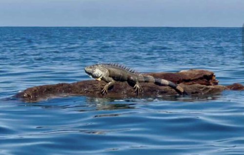Paddleboarder sees iguana swimming toward her &mdash; then he climbs up to ask for help