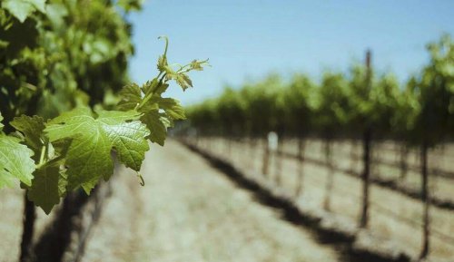 Paso Robles winery earns top awards at London competition