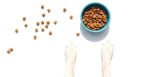 What's the best dog food for puppies?, How I picked the best puppy food, What&rsquo;s the difference between puppy food and adult dog food?, How to shop for puppy food, Frequently asked questions, Meet our veterinary experts, Why trust NBC Select?, Yes, there&rsquo;s a difference between dog food and puppy food. Here&rsquo;s why it&rsquo;s important