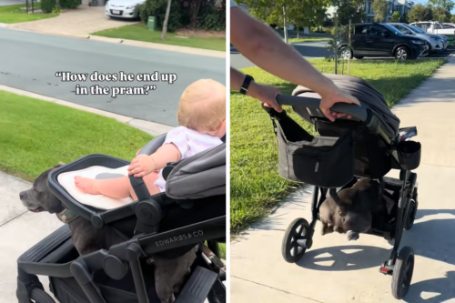 Internet obsessed with how small tired dog avoids doing any exercise on walk