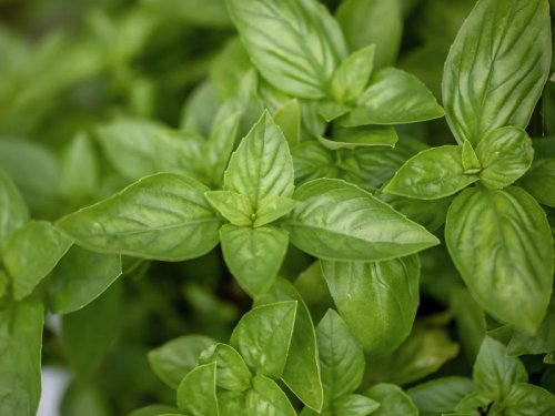 Basil, Lavender, Marigolds, Catnip, Citronella Grass, Sage, Mint, Petunias, Rosemary, Scented Geraniums, Bay Laurel, Top 11+ plants that keep flies away all summer&mdash;no sprays required